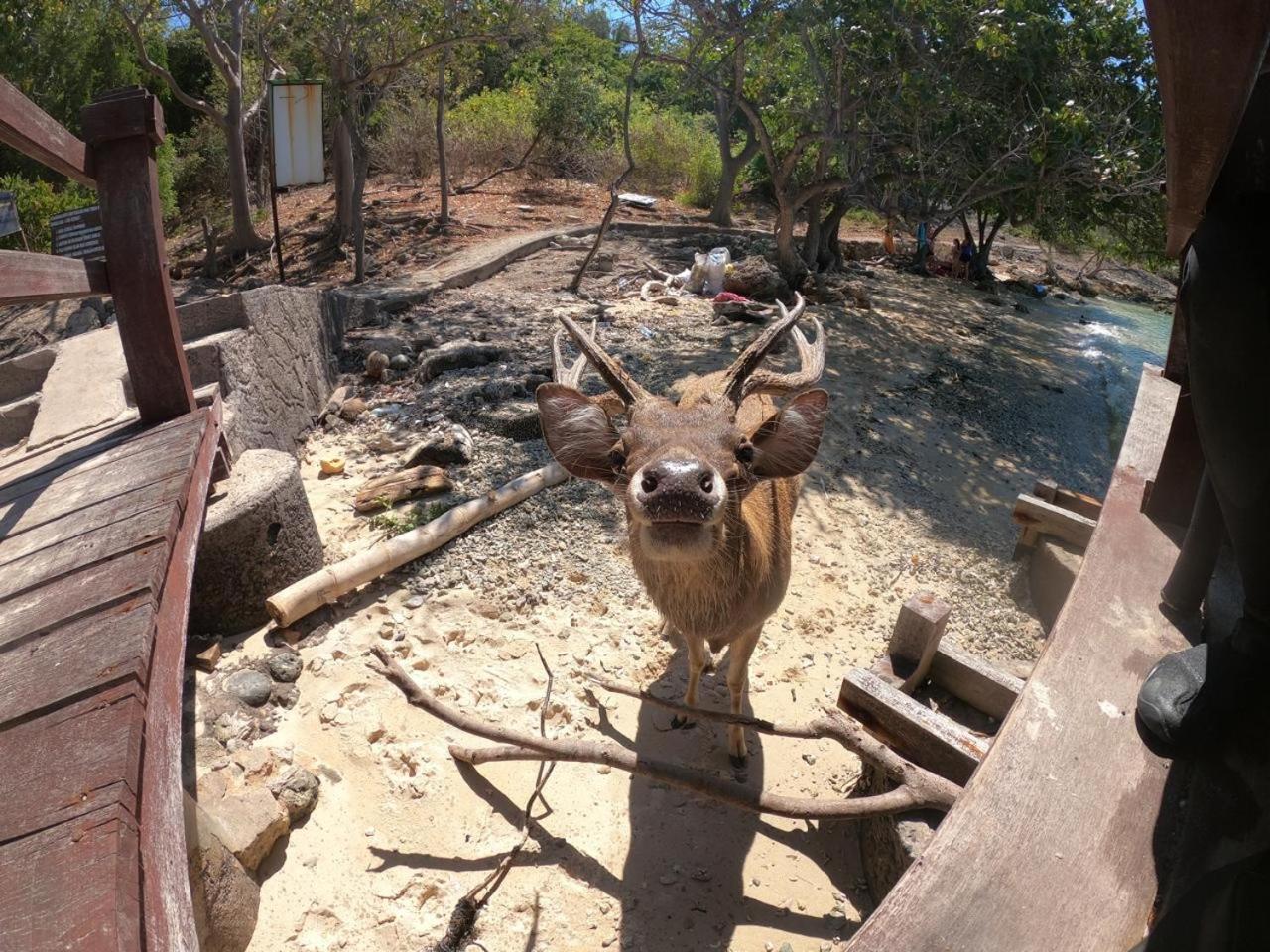 Badini Homestay ペムテラン エクステリア 写真
